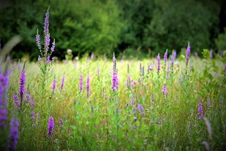 lots of long purple flowers small